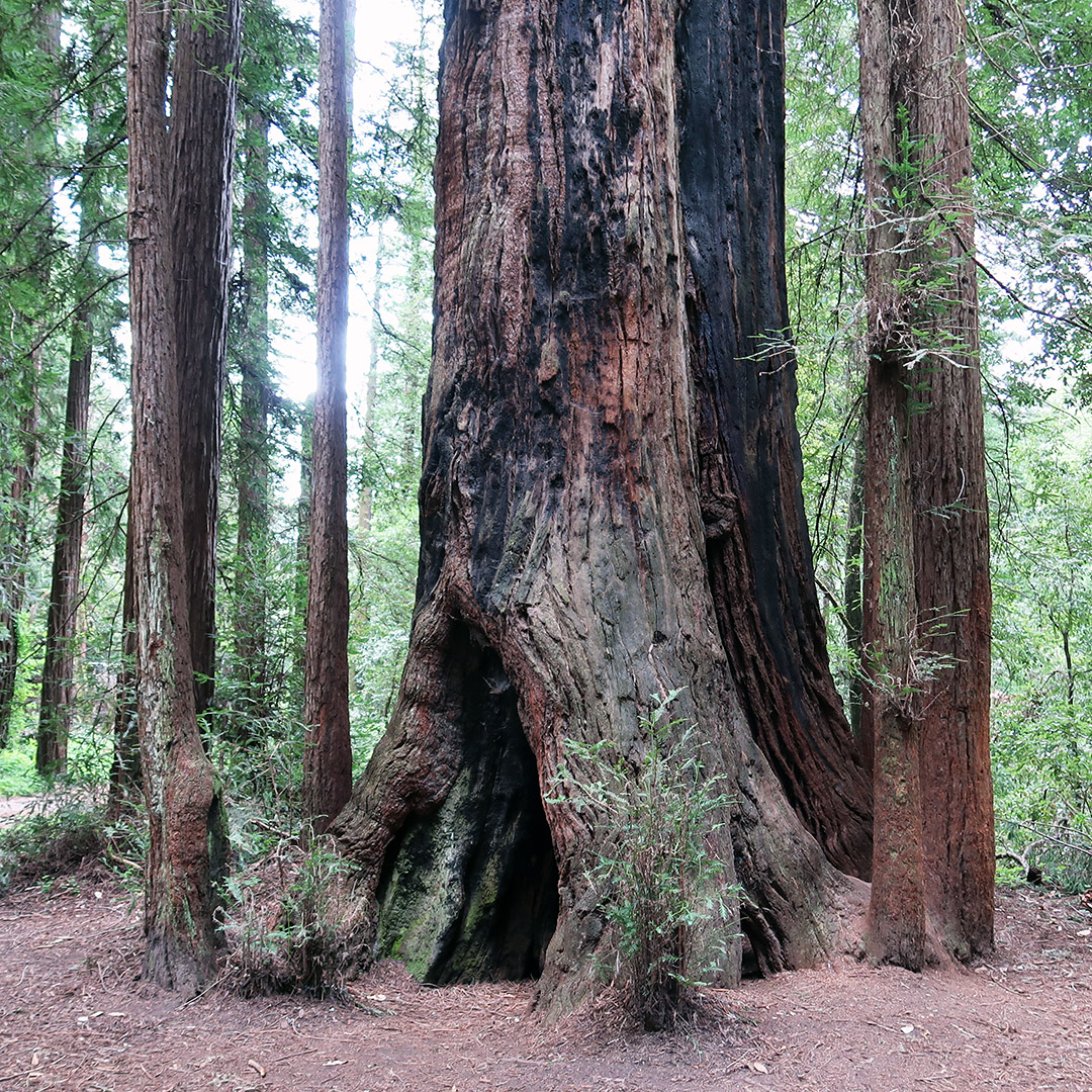 old growth redwoods