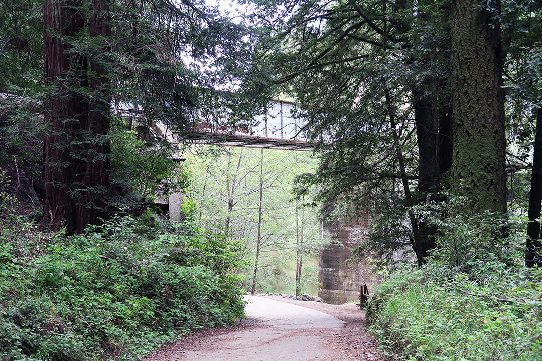redwood trees hiking trails