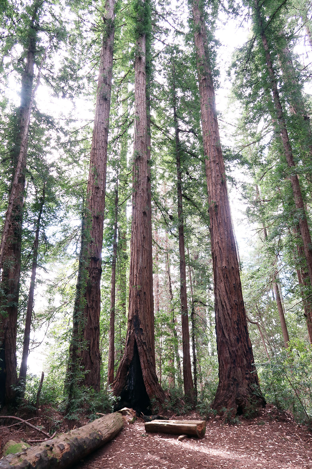 redwood trees california