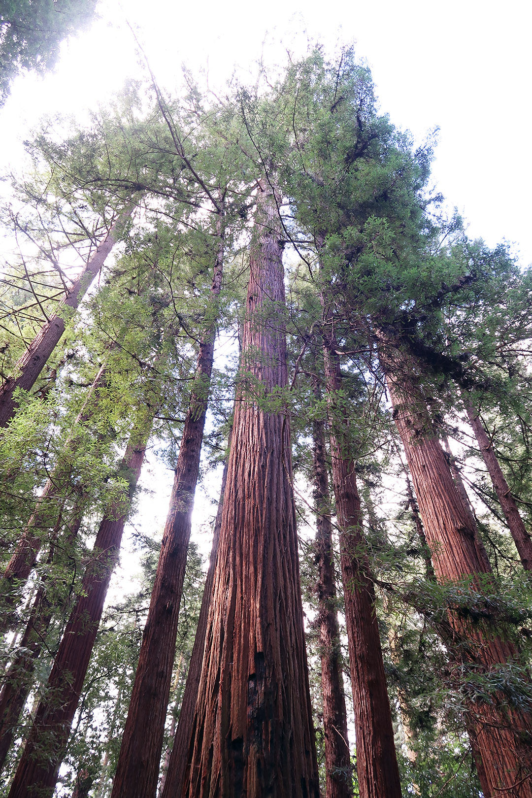 old growth redwood trees