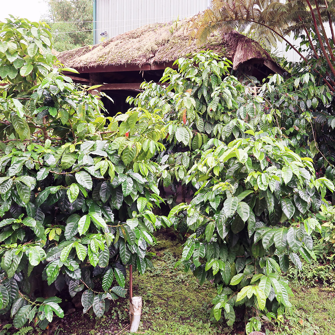 kona coffee farm tour