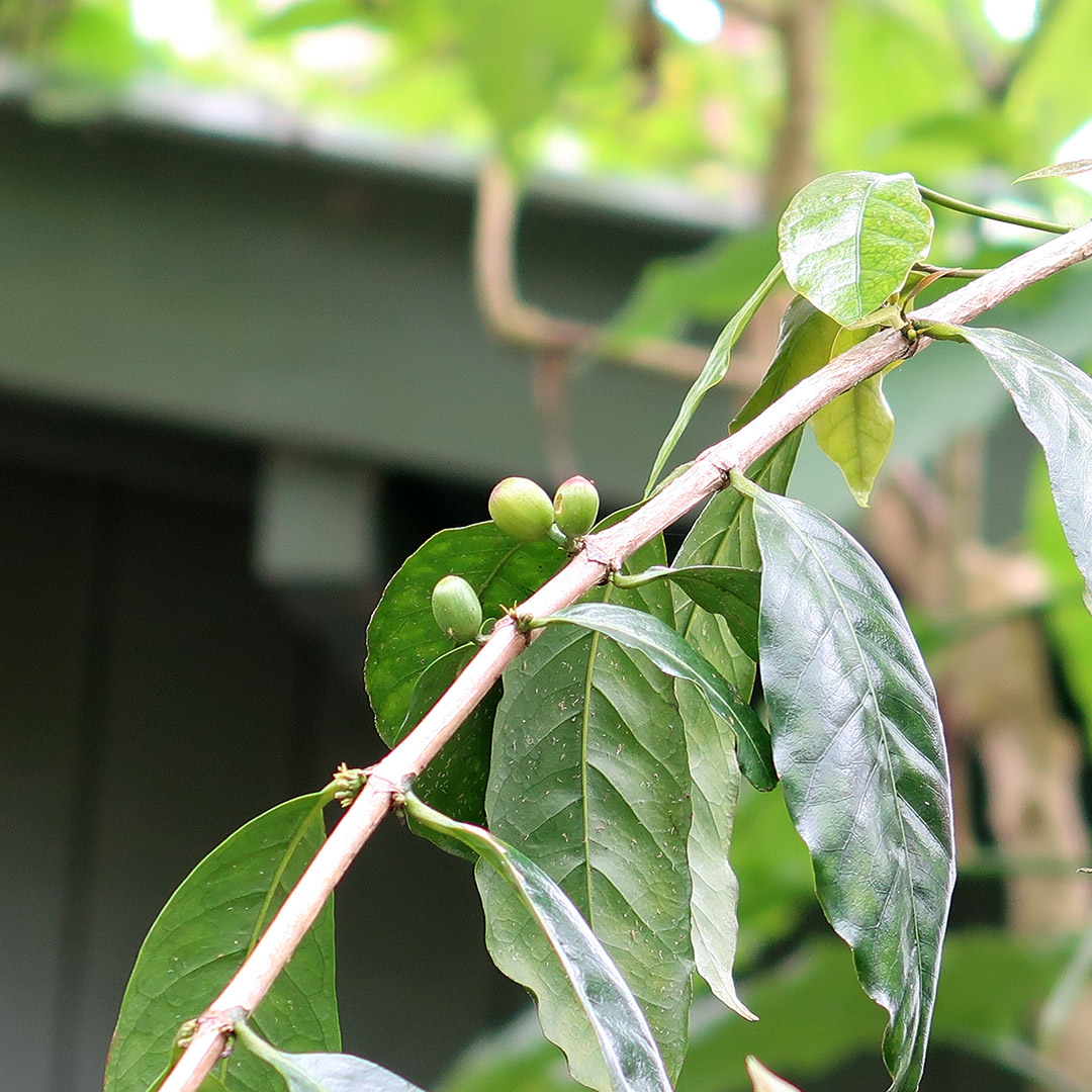 mountain thunder coffee farm kona