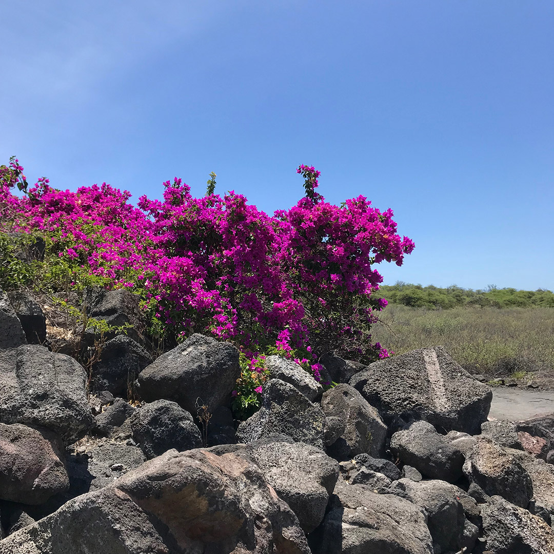 travel guide hawaii
