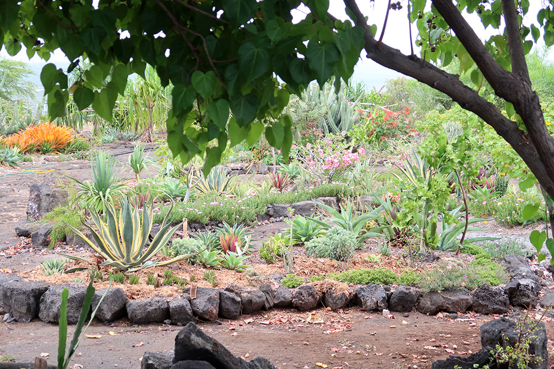 walking path hawaii big island