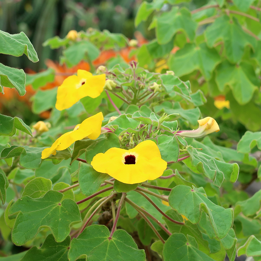 hawaiian flowers