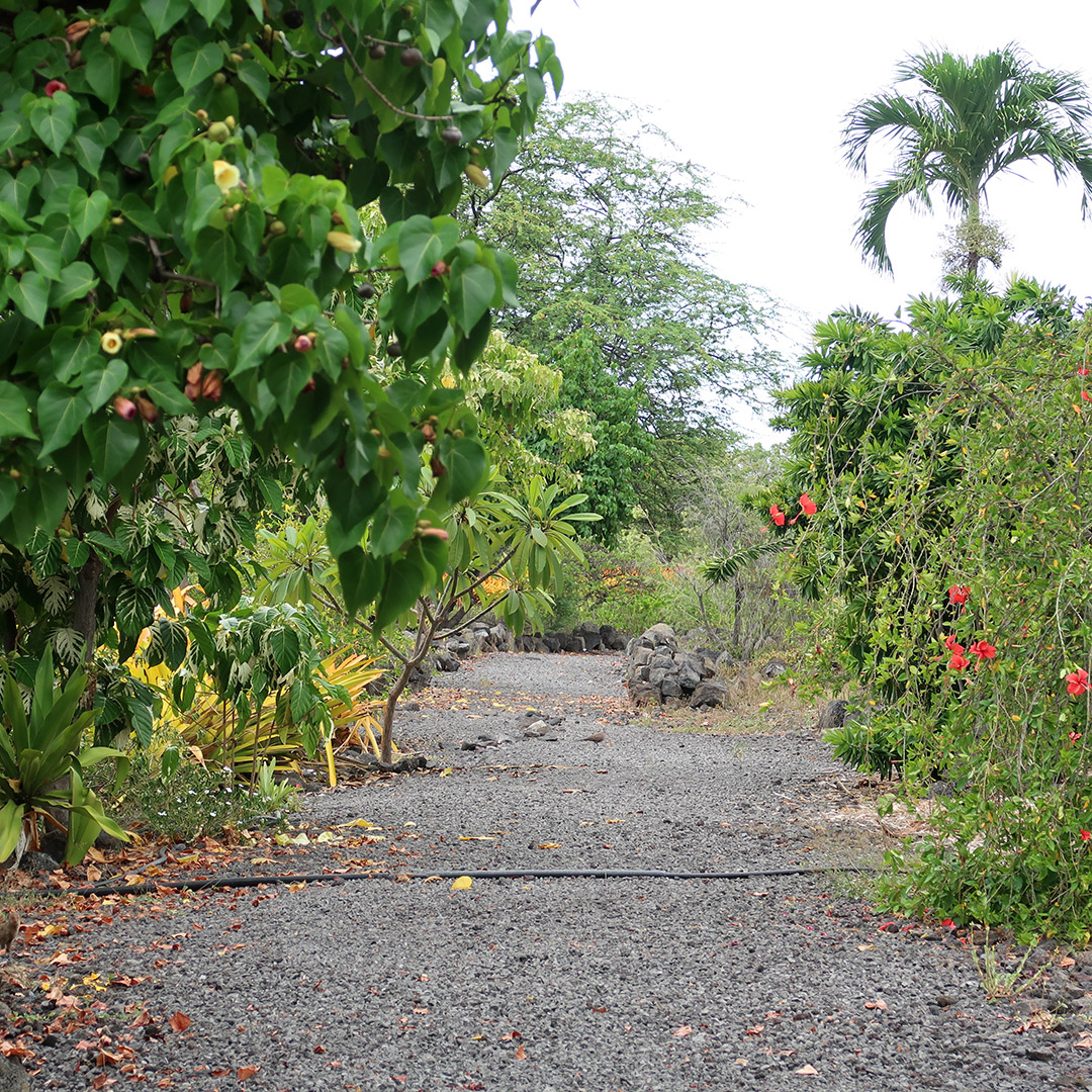 walking path kona