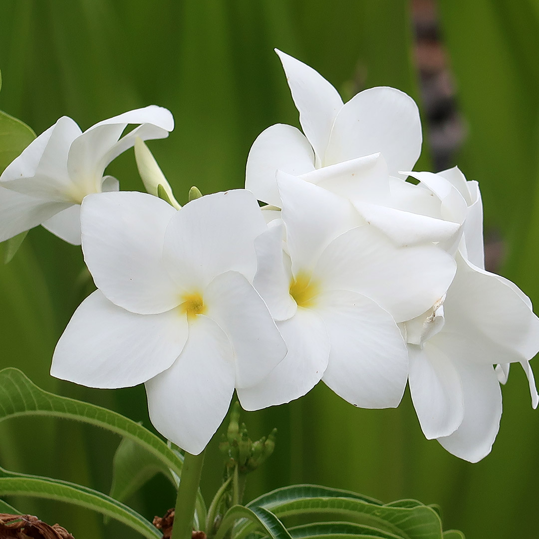 things to do in kona