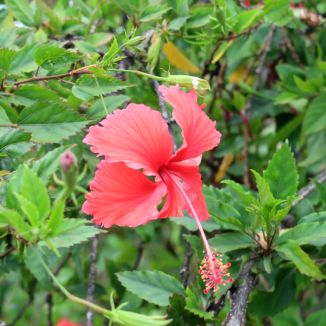 travel tips kona hawaii big island