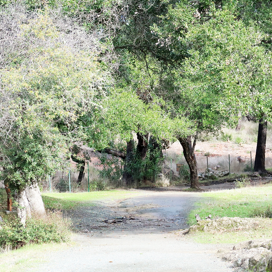 petrified forest calistoga