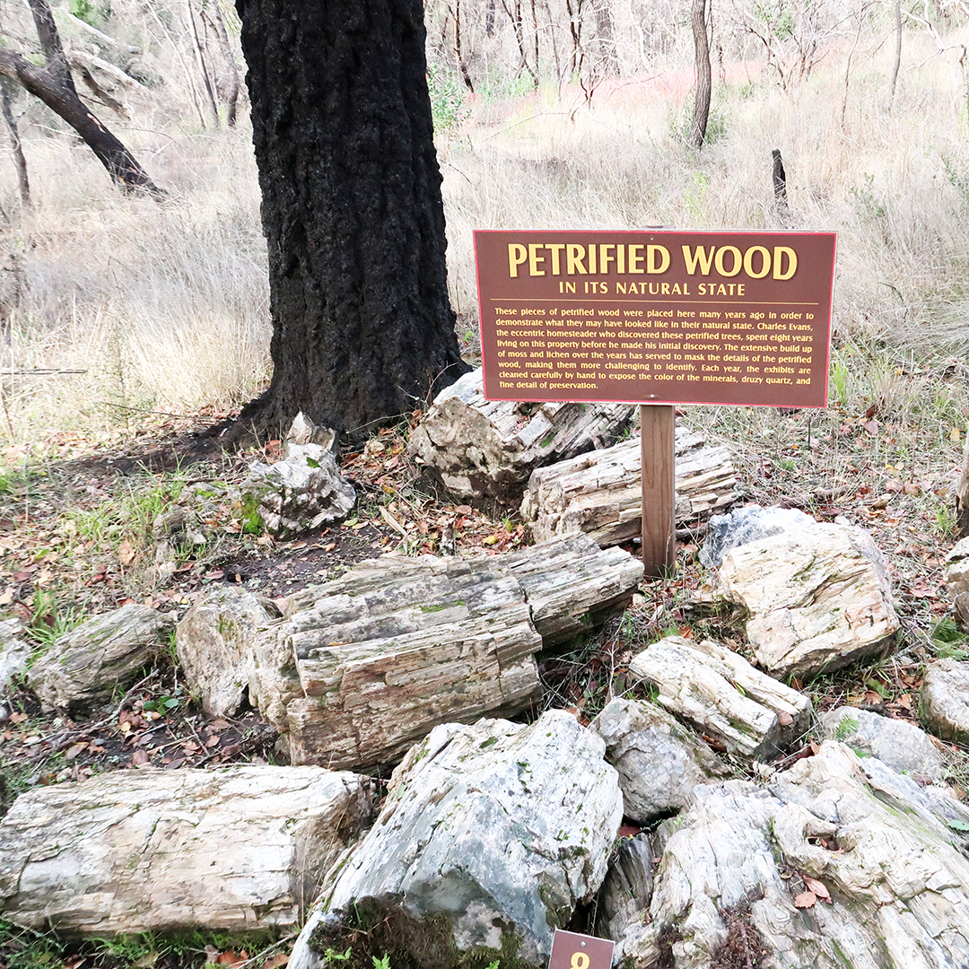 calistoga petrified forest