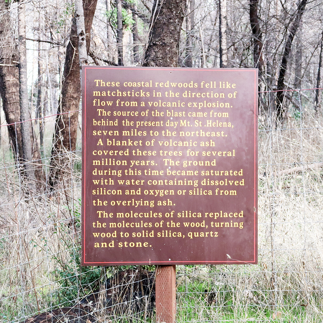 historical petrified forest