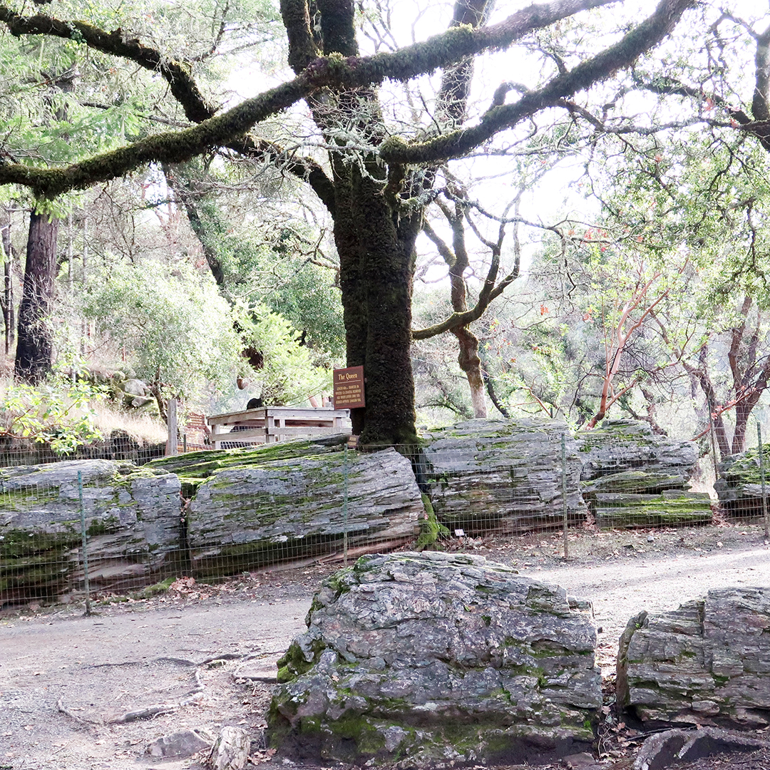 the petrified forest