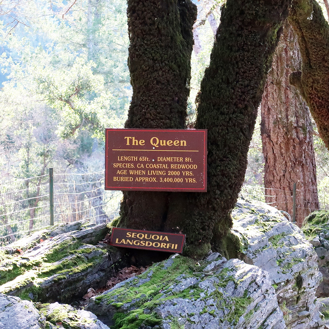 the queen petrified redwood tree