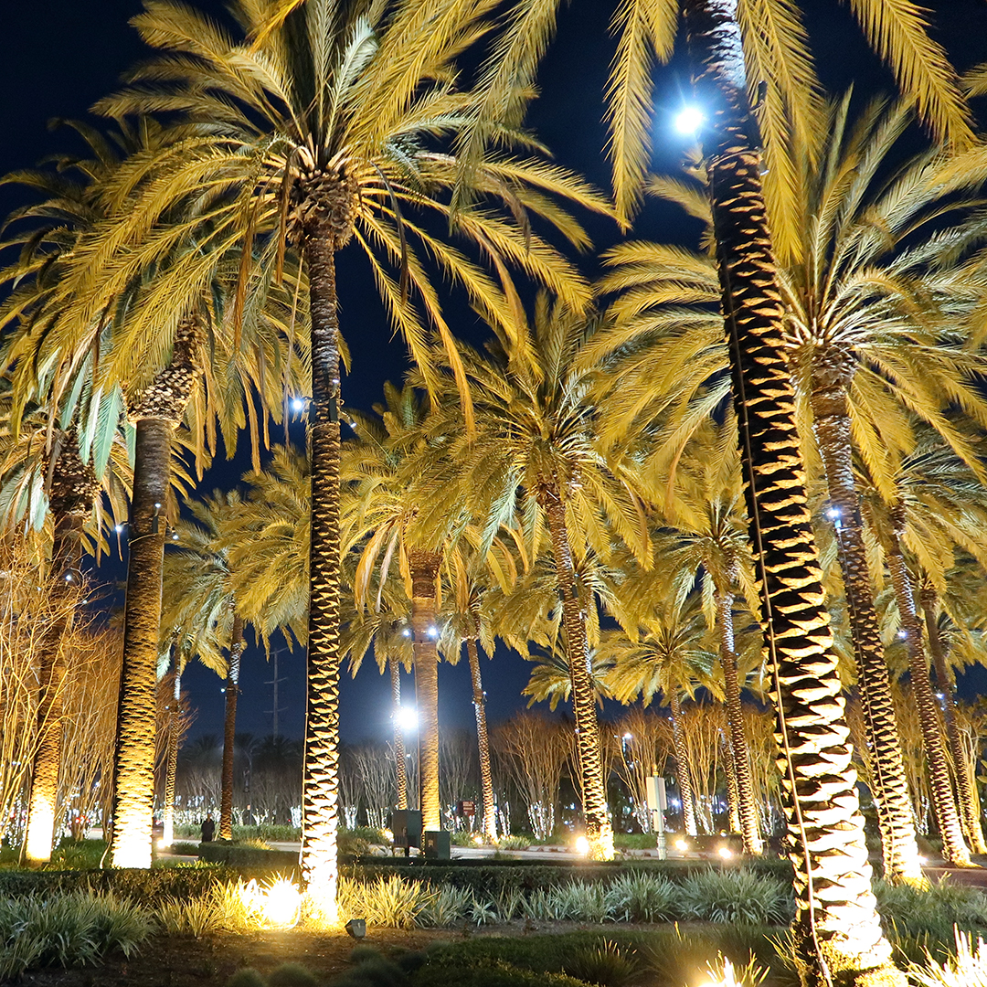 paplm trees outside downtown disney