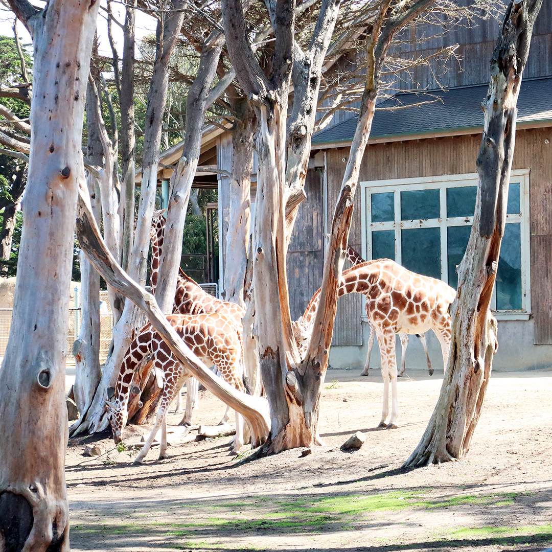 SF Zoo