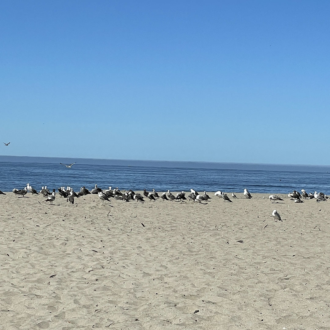 santa crus area beaches rio del mar apotos