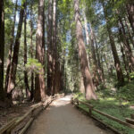 muir-woods-trail