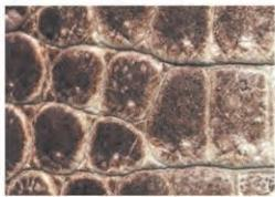 Hermes Leather Types-Niloticus crocodile in matte graphite—wider oval scales from Nile crocodile, less formal, more contemporary.